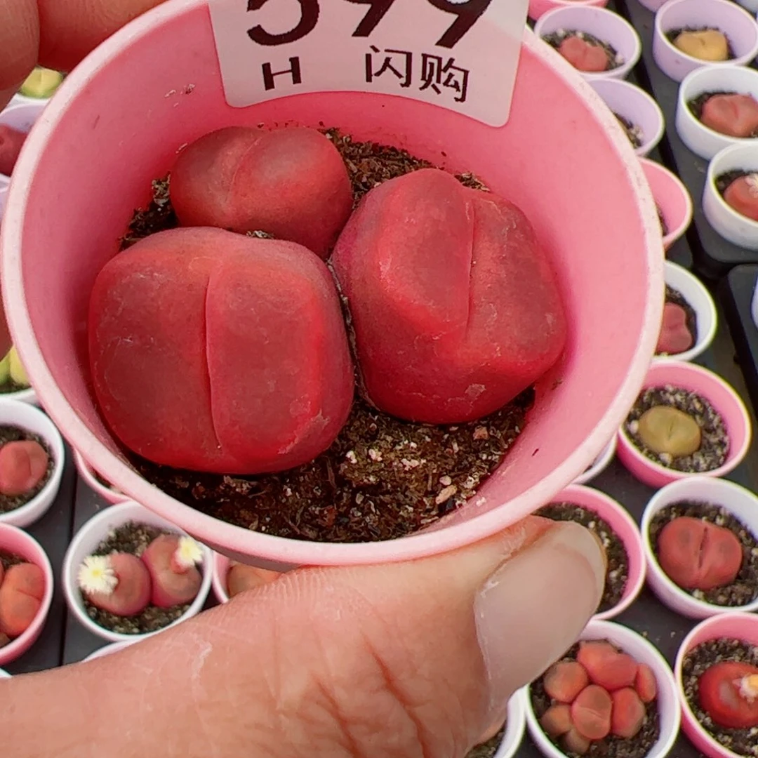 无花朵ㅤ****?我很喜欢这个H599