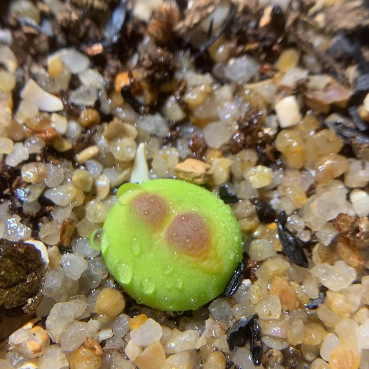 ZzzzzZz好可爱啊1132