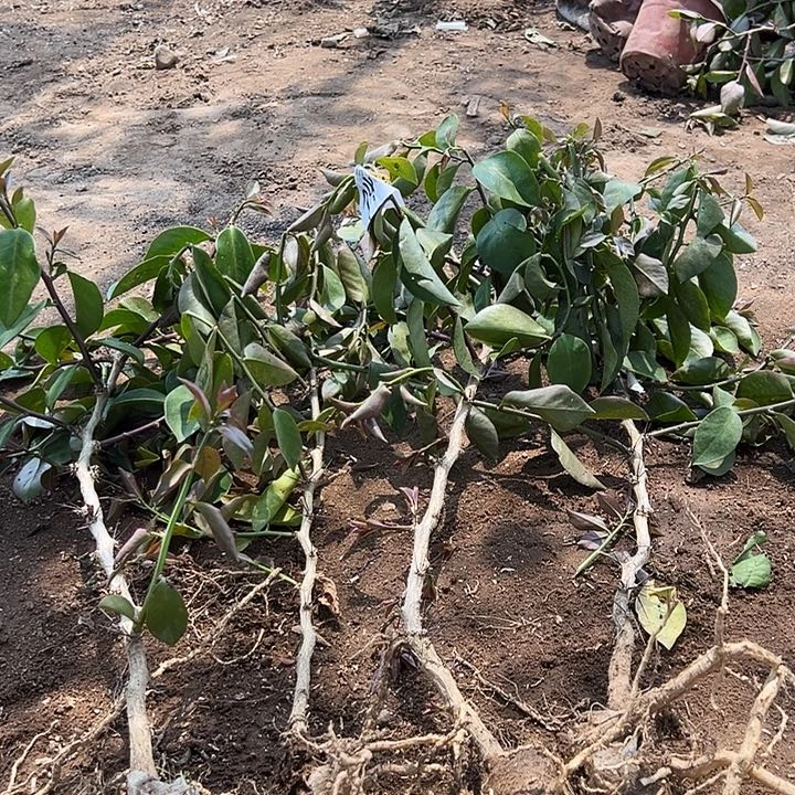 50公分分枝叶仙四颗编号74