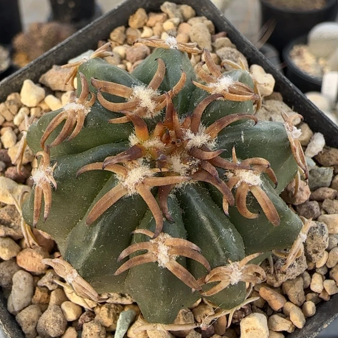 013实生猫爪圆盘玉多肉4.5