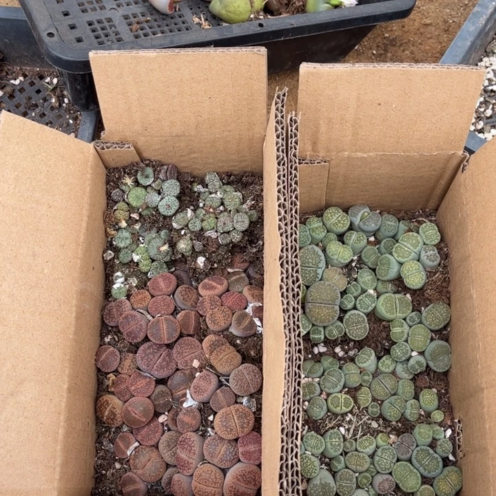 一箱三品种混搭888888888