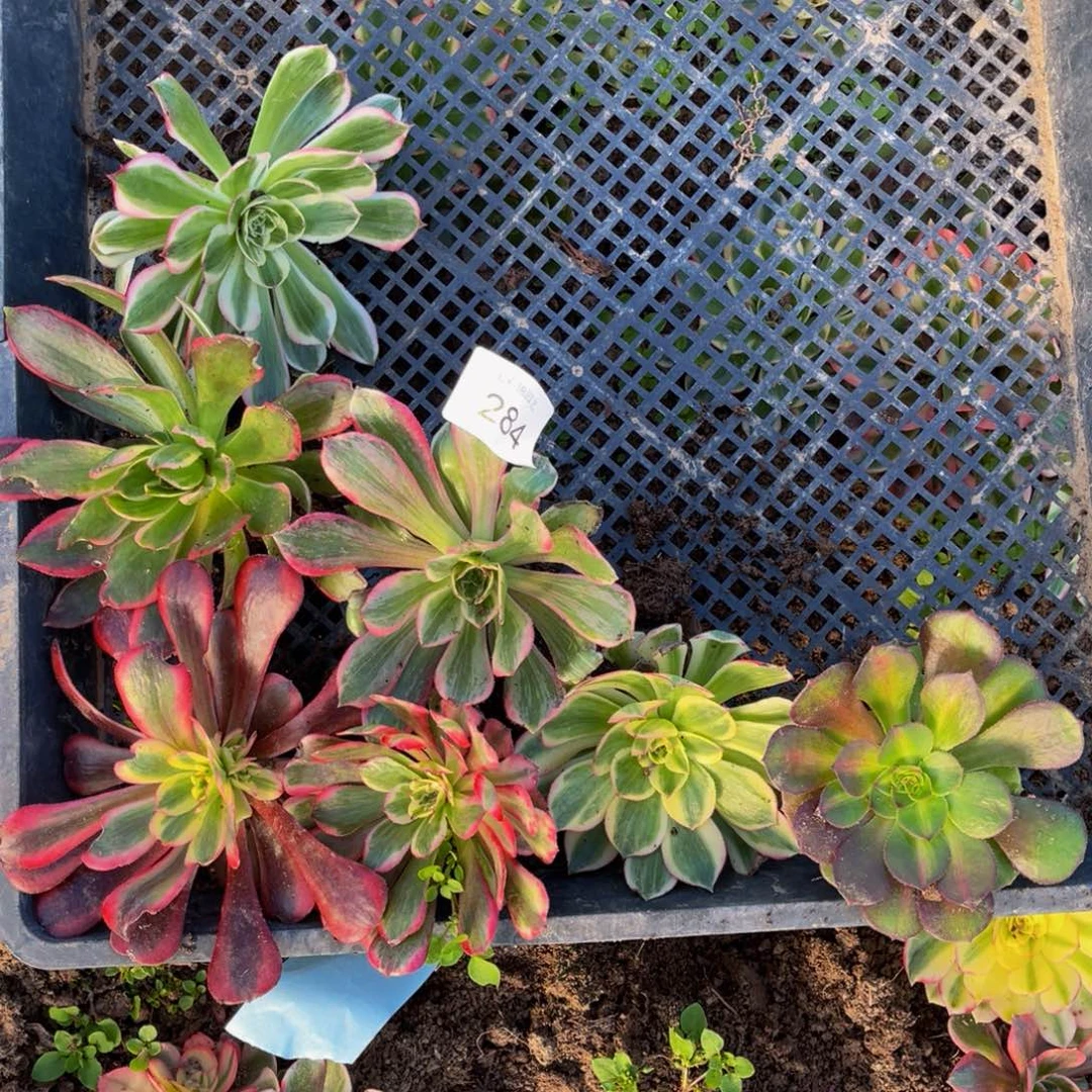 284法师锦多肉组合7颗