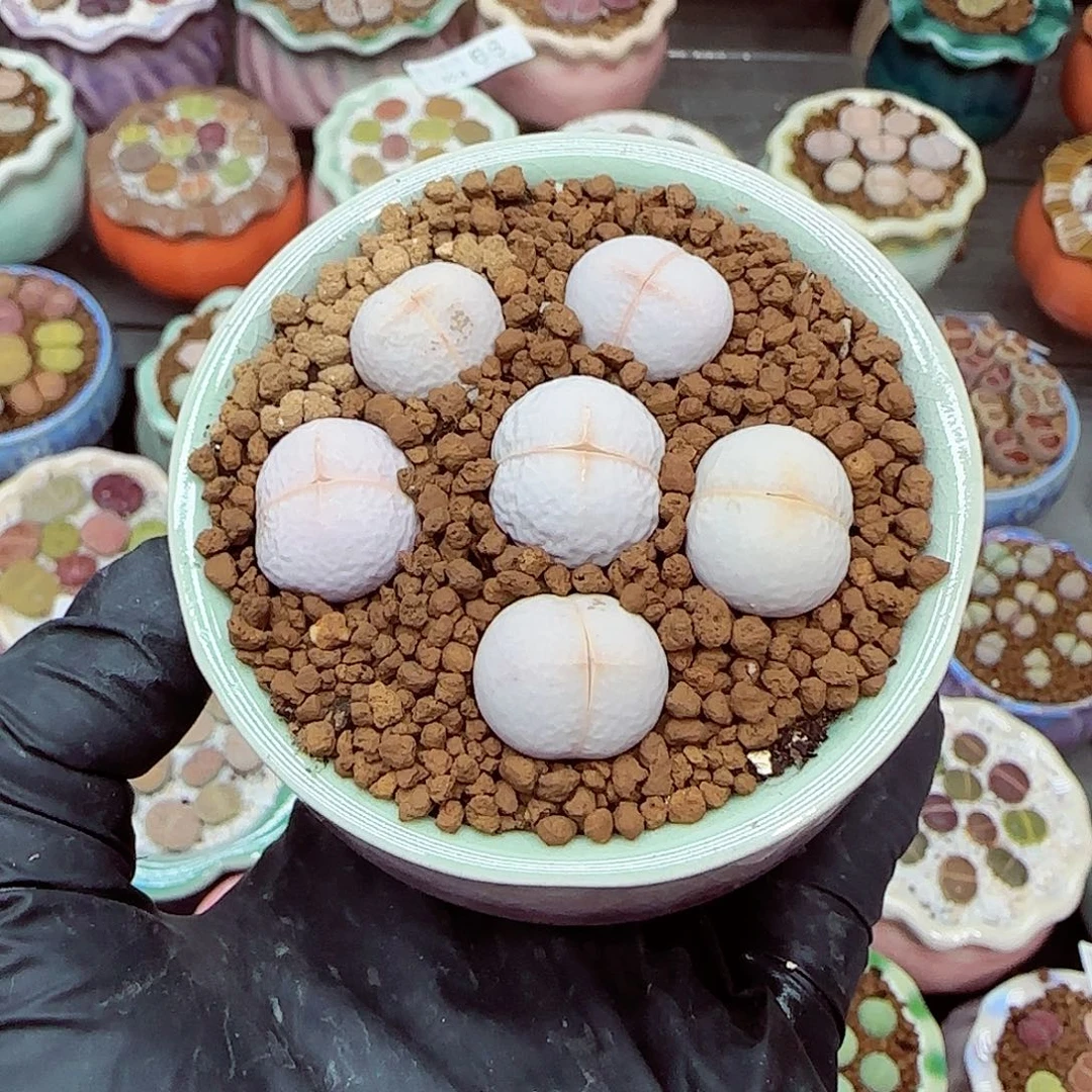 生石花满18包邮1024-103