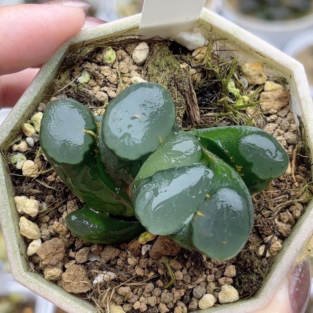 69巨大红月亮万象福利专场