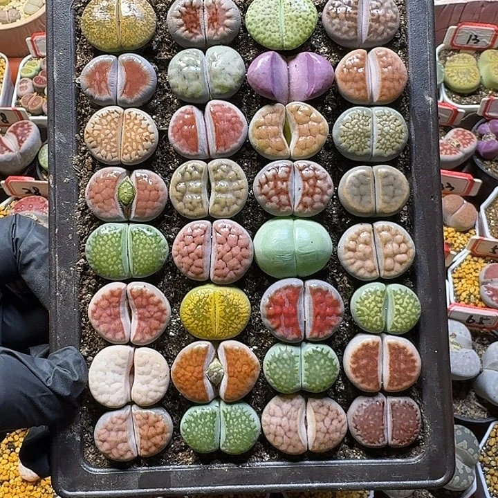 生石花111111。  裸根带盆土。  99