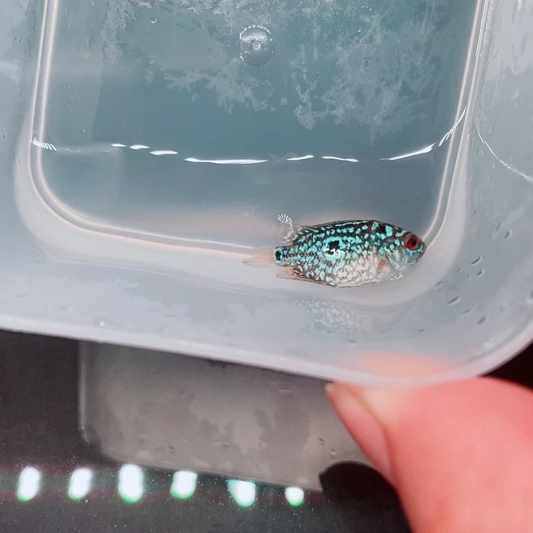 罗汉鱼f2泰金一条