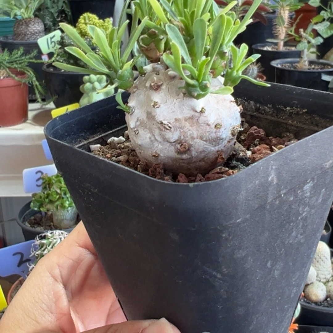 峨眉山带盆11111111