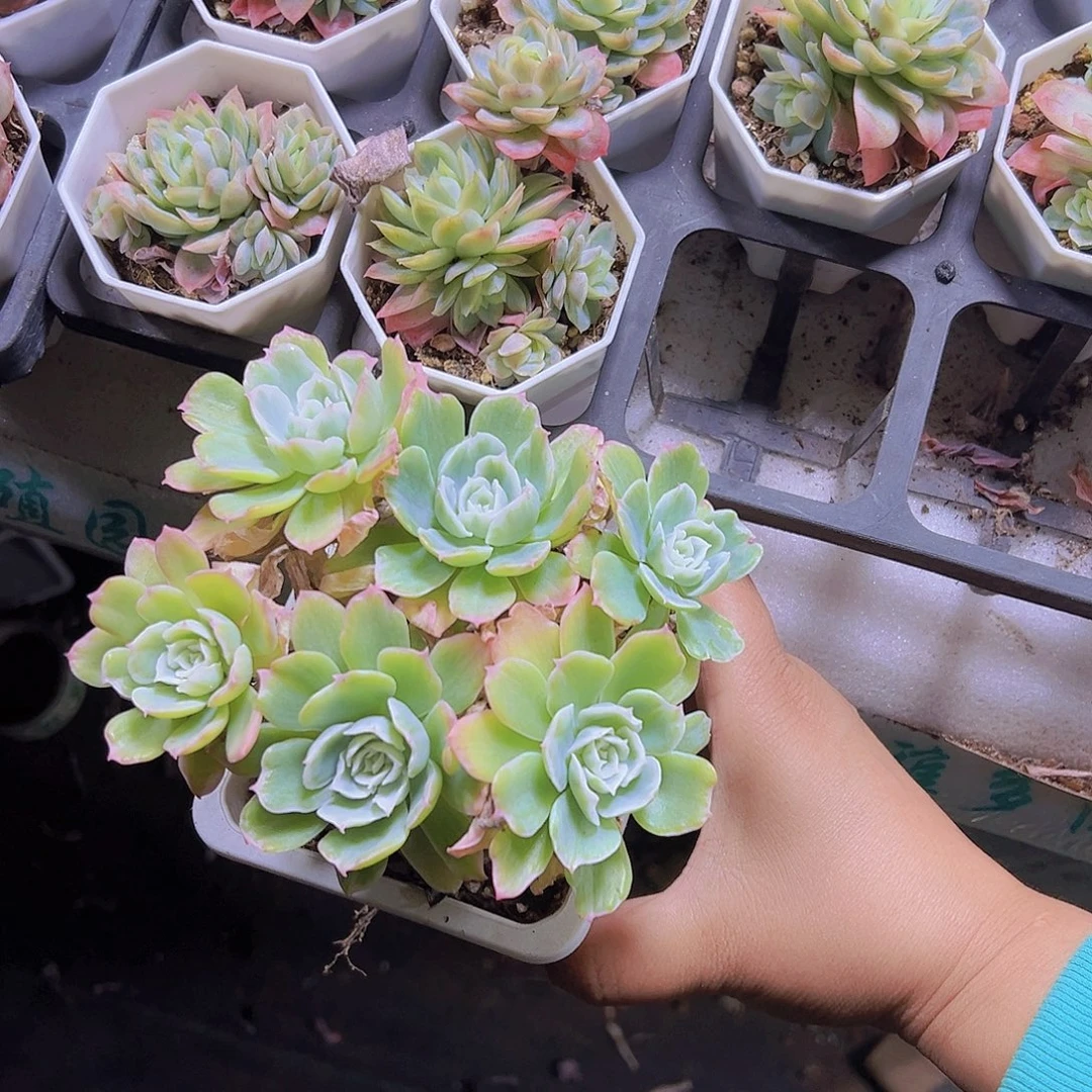 大群生柠檬玫瑰锦带土不带盆19包邮