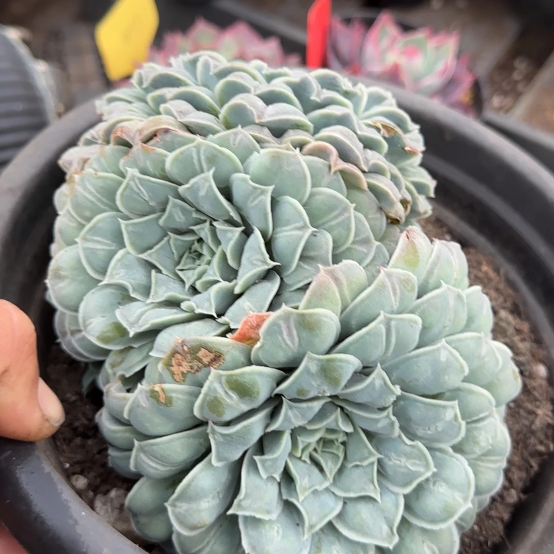 瘤系一物一拍包装收缩花旱