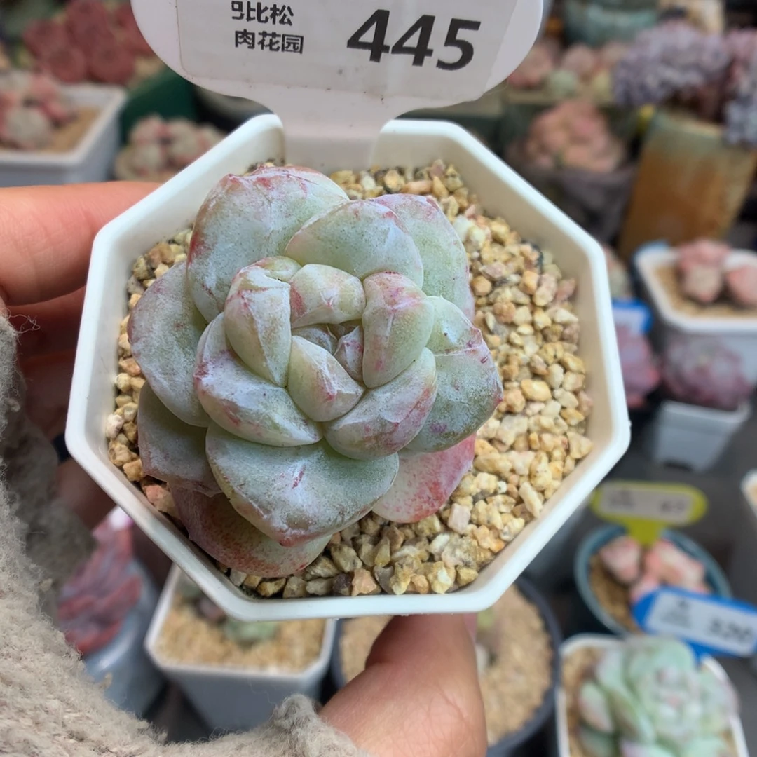 445彩锦冰玉石化多肉