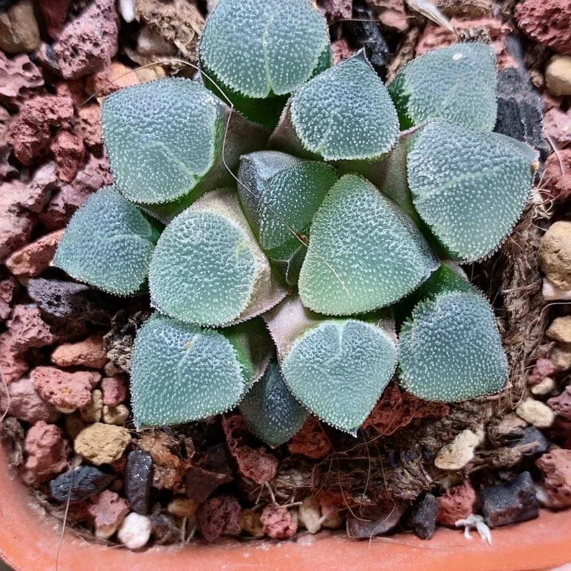 【闪购商品】19翠贝