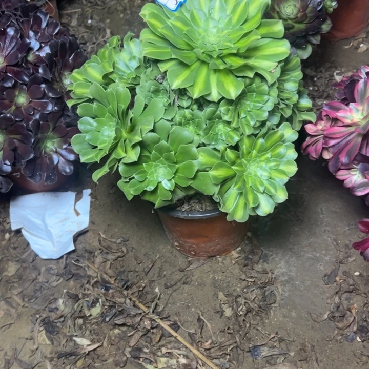 多肉植物翡翠法师55