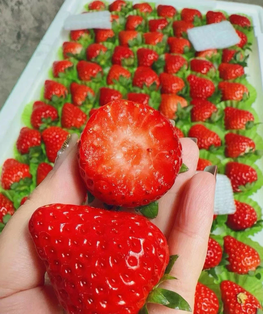 Z【原箱】【中果7排】【新到好吃的大板草莓】（带箱4-5斤左右）丹东草莓黑龙江省