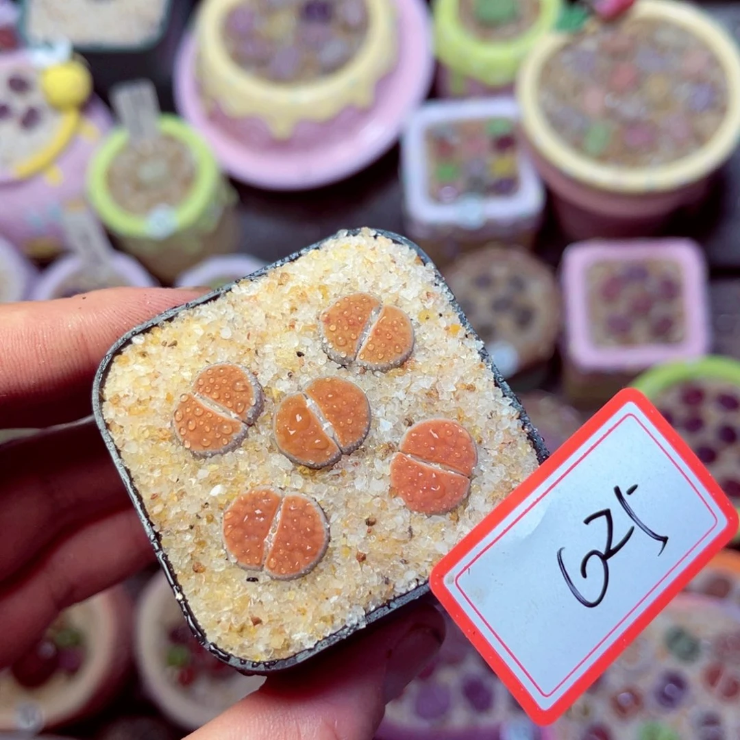 625生石花带盆发