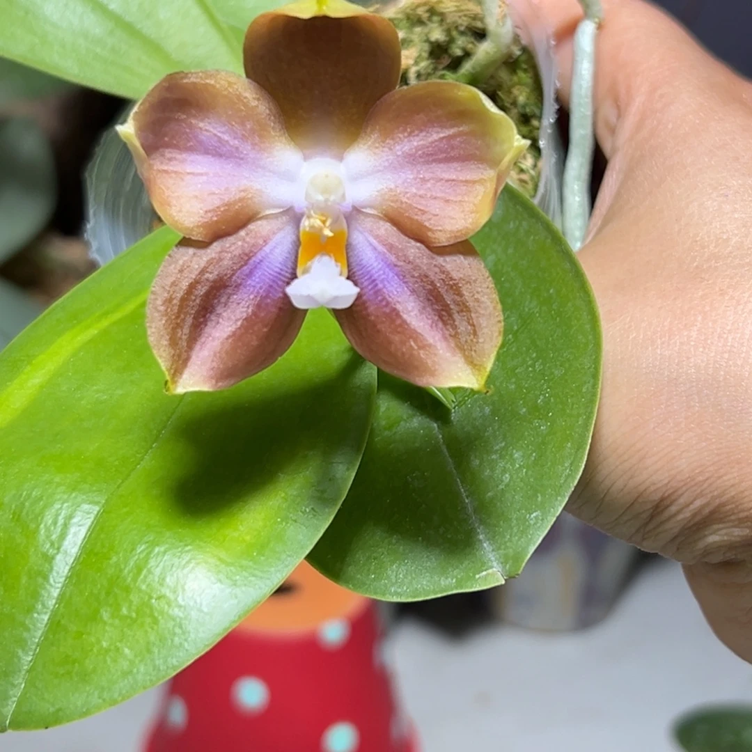 大部分开放少量花苞