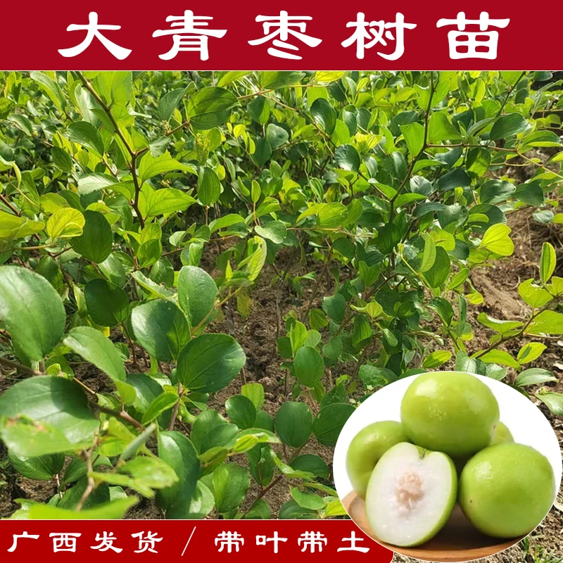 大青枣树苗牛奶枣苹果枣蜜丝枣水果树苗南北方种植南方盆栽水果苗
