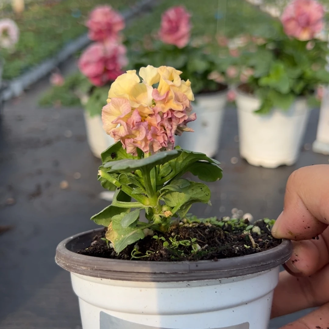 少量花朵（建议范围：2朵-5朵 或40%以下）032号586苗小介意勿拍