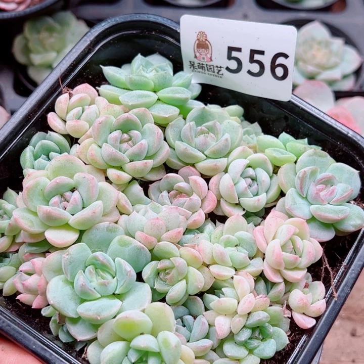 多肉植物多肉植物