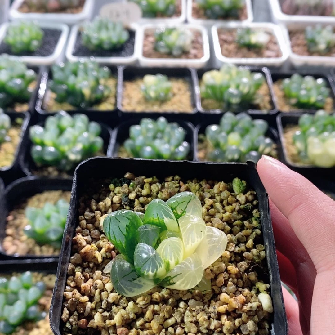 实生玉露锦多肉植物