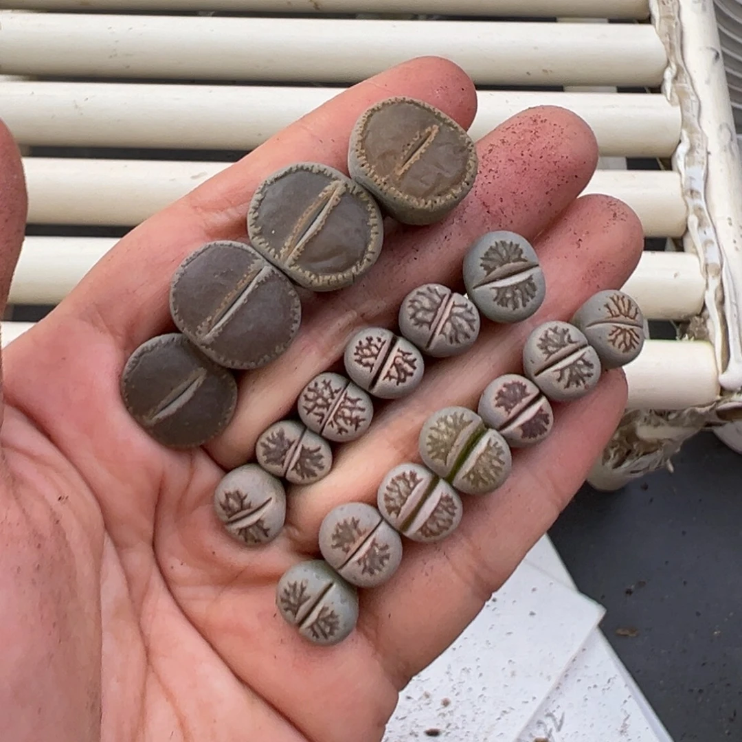 12.23好看的多肉脱土发货606