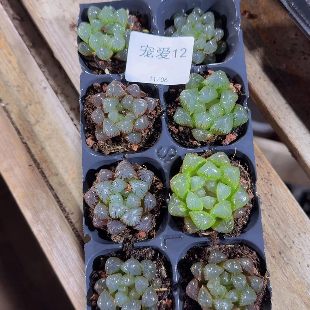 直播福利一物一拍12