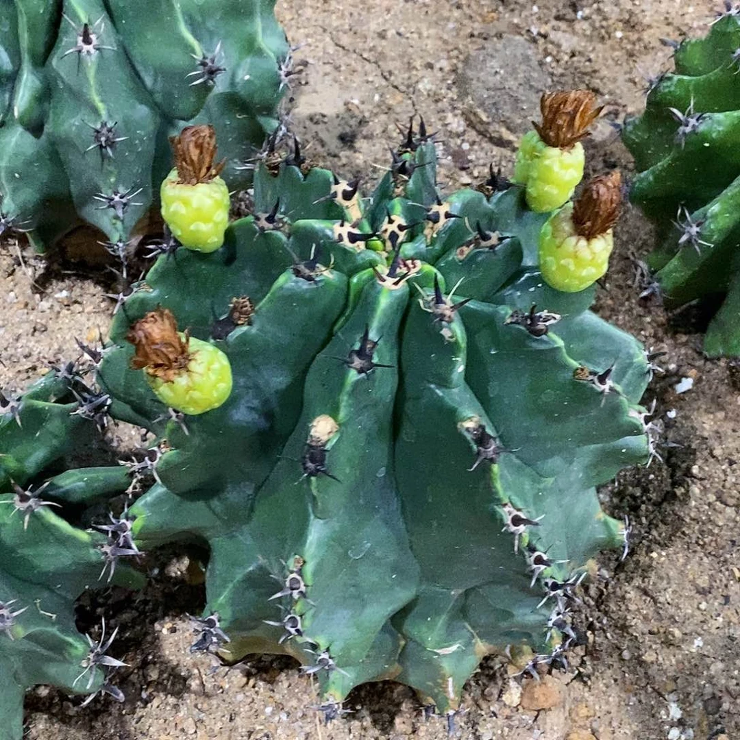 蒲***妈2号拍品。