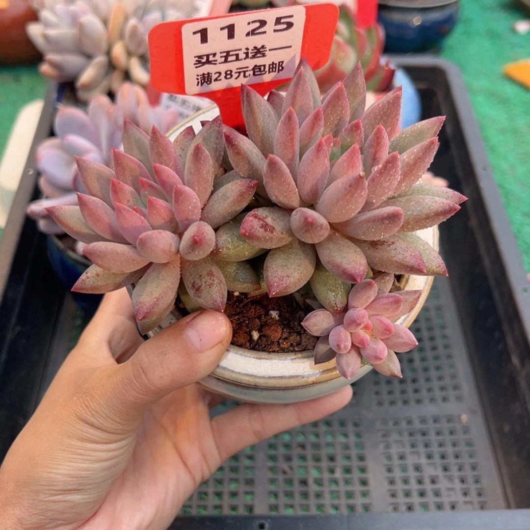 表妹精品多肉植物1125.