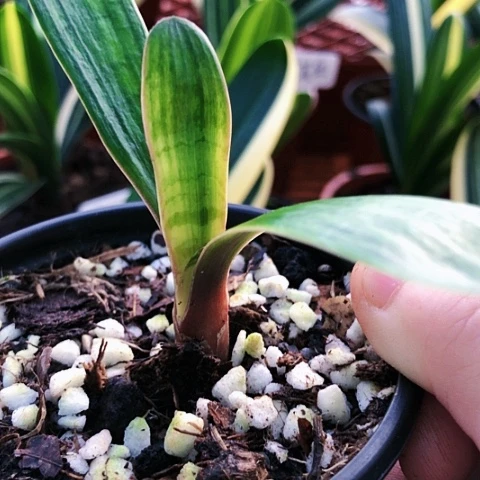 【闪购商品】陶*直播间