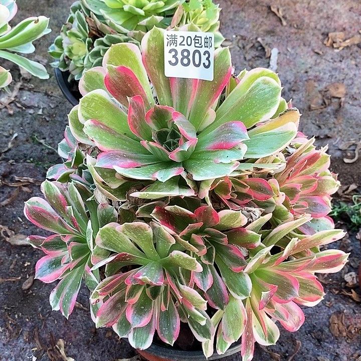 3803 一颗男神法师