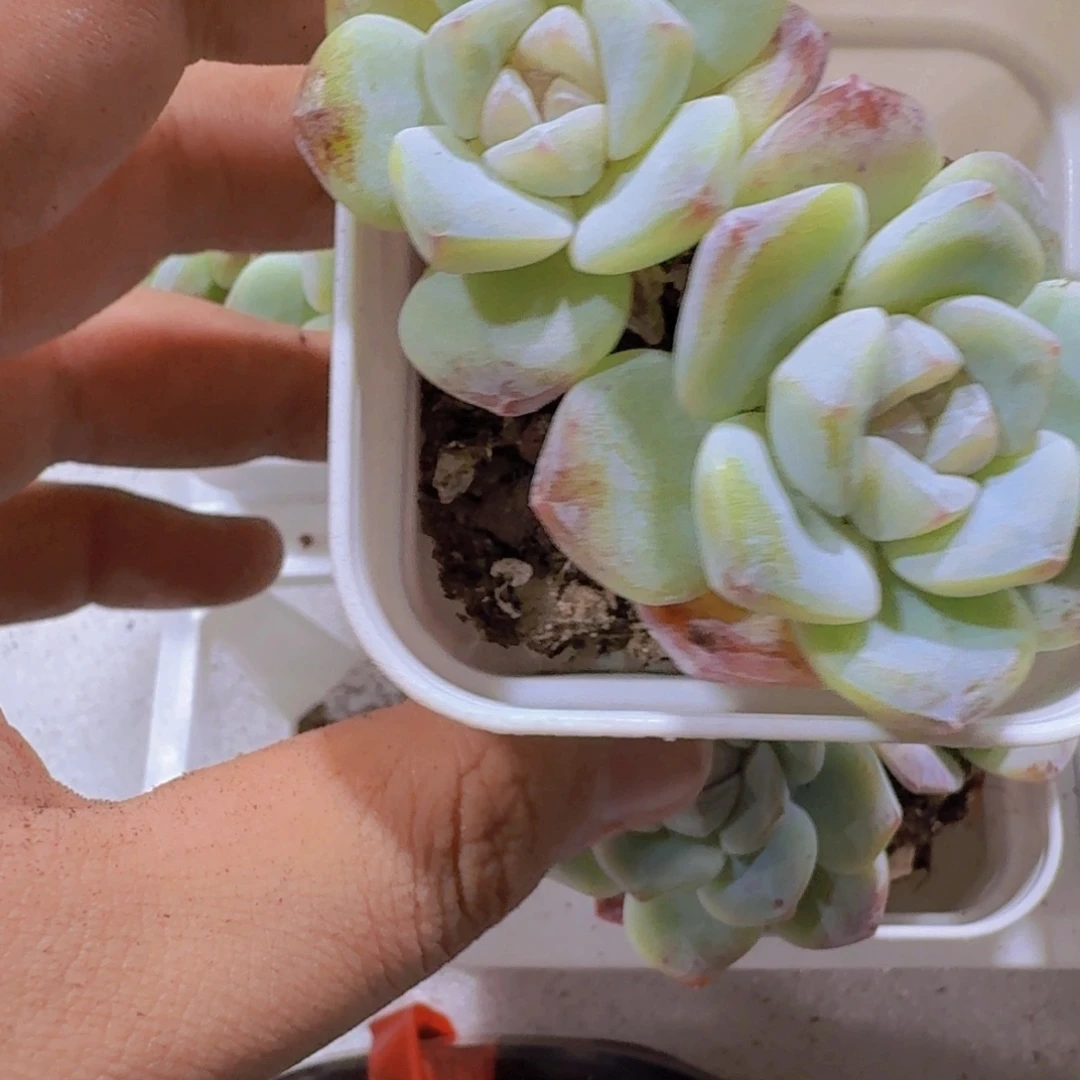 双头珍妮冰玉红盆发货