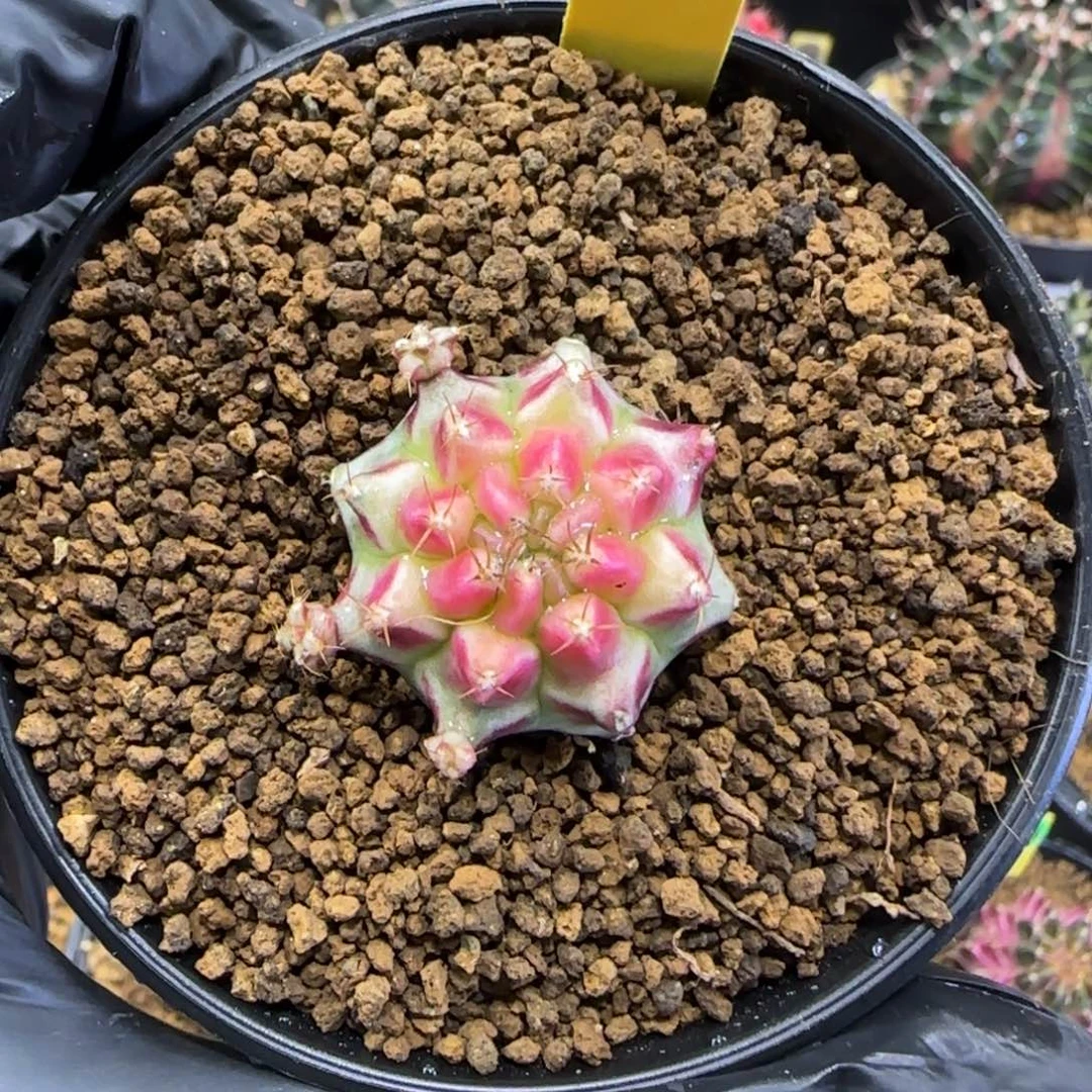 泰系名品侧芽粉红派