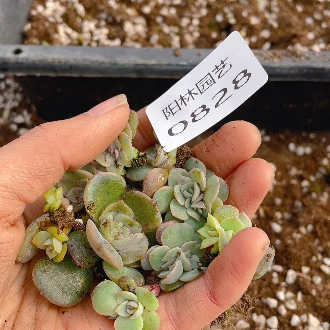 多肉植物多肉植物828