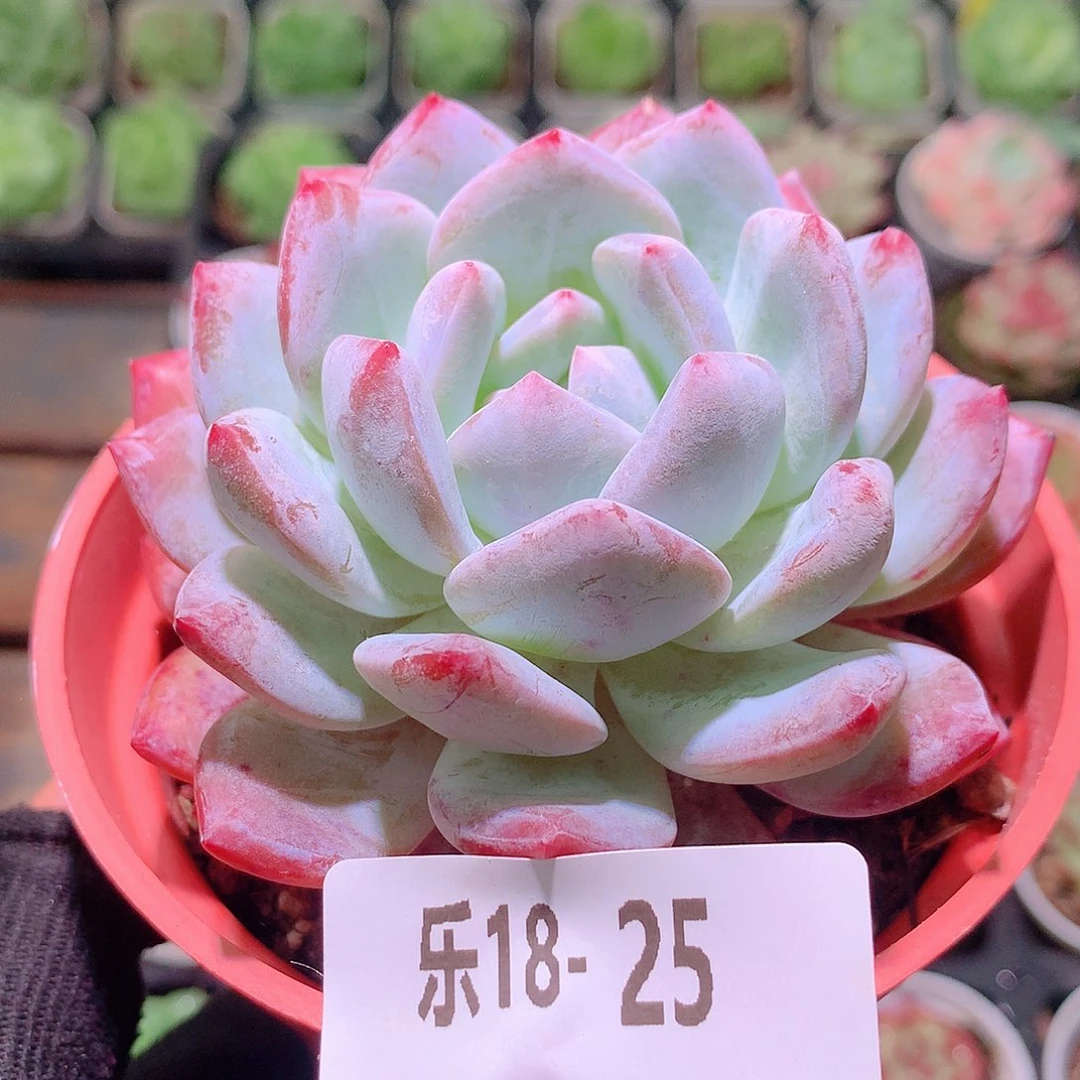 乐然18-25 橙梦露