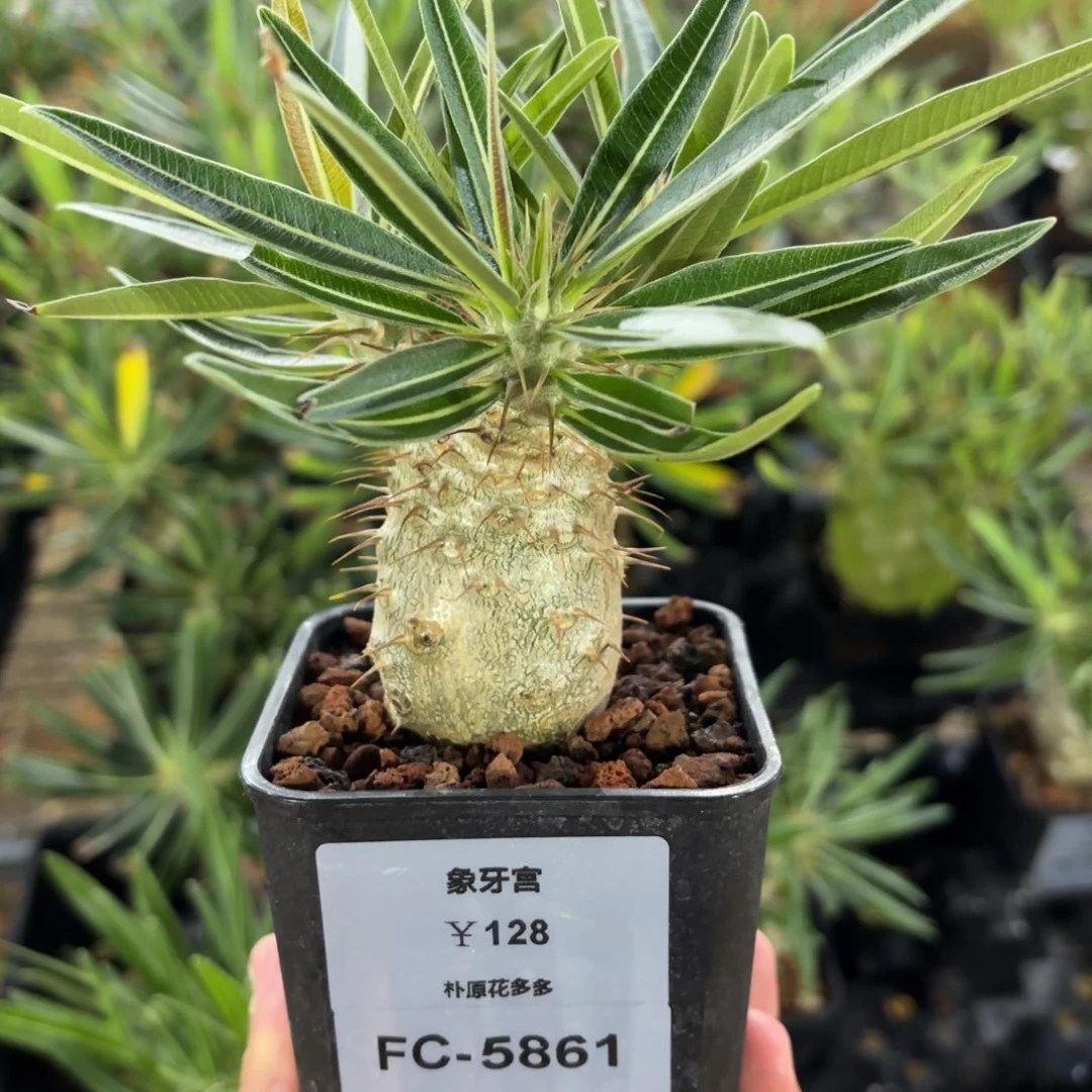 星***星象牙宫Fc-5861.