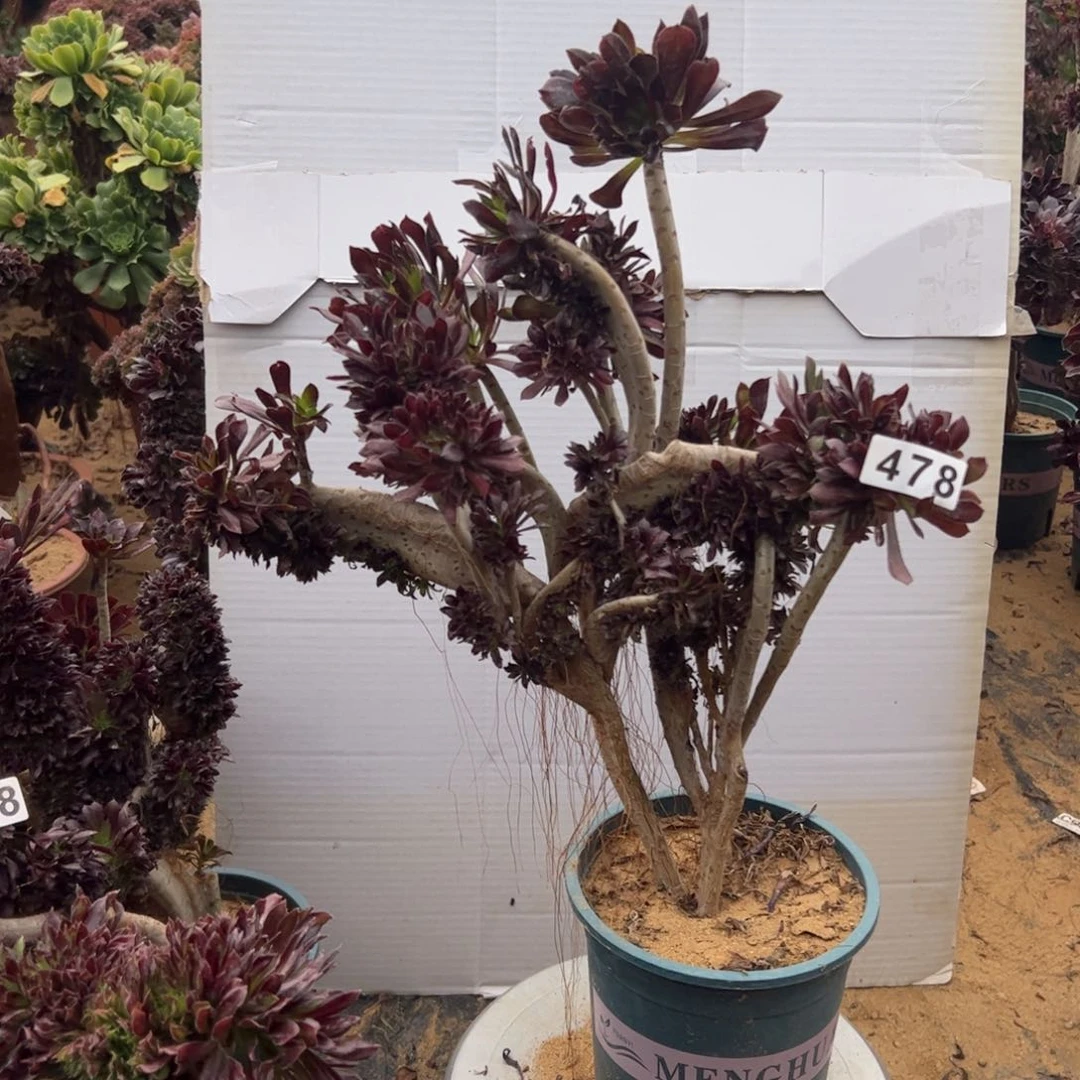 有伤黑缀478一颗啦