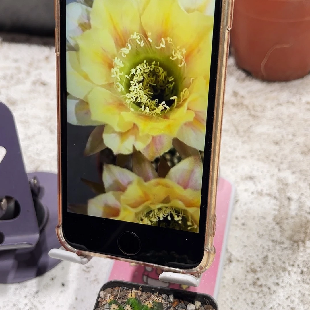 彩草香拉丝带根3公分左右