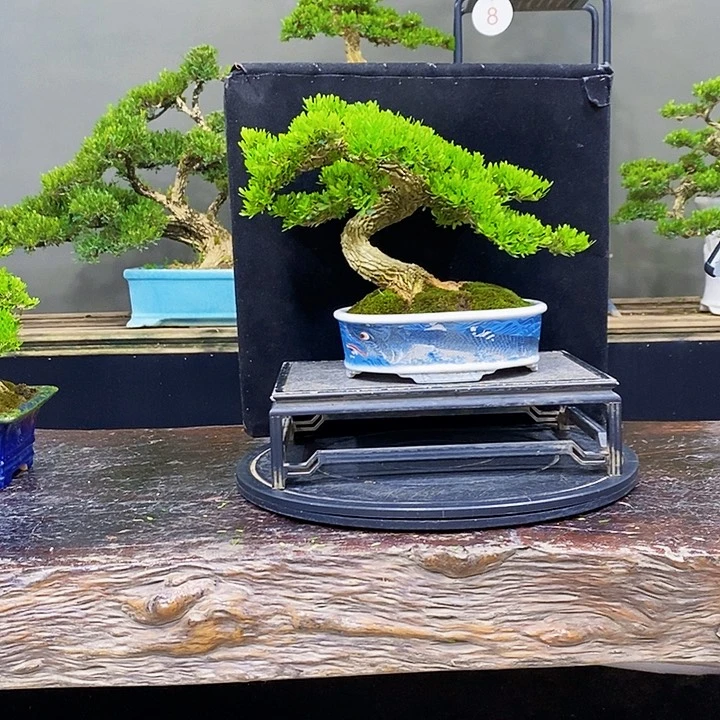 无花朵黄杨盆景四季常青