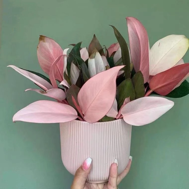 粉刚果蔓绿绒粉钻室内绿植吸甲醛净化空气观叶植物粉公主粉色植物