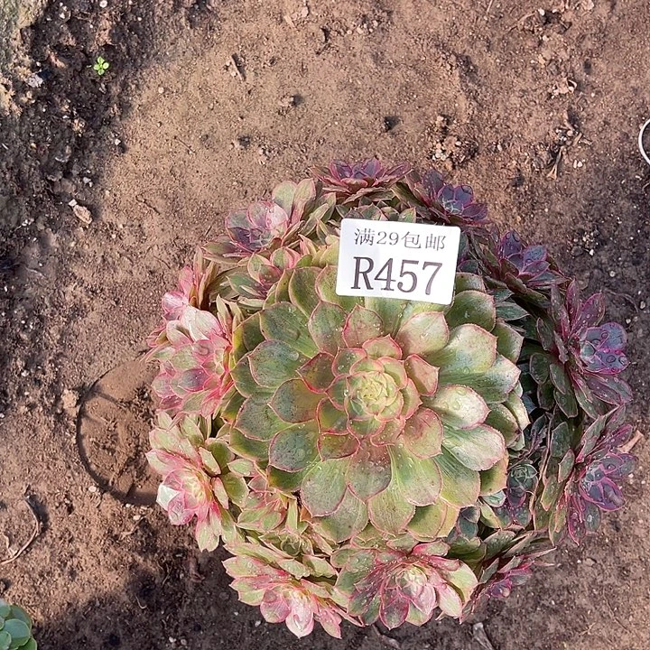 457连花坐多肉植物