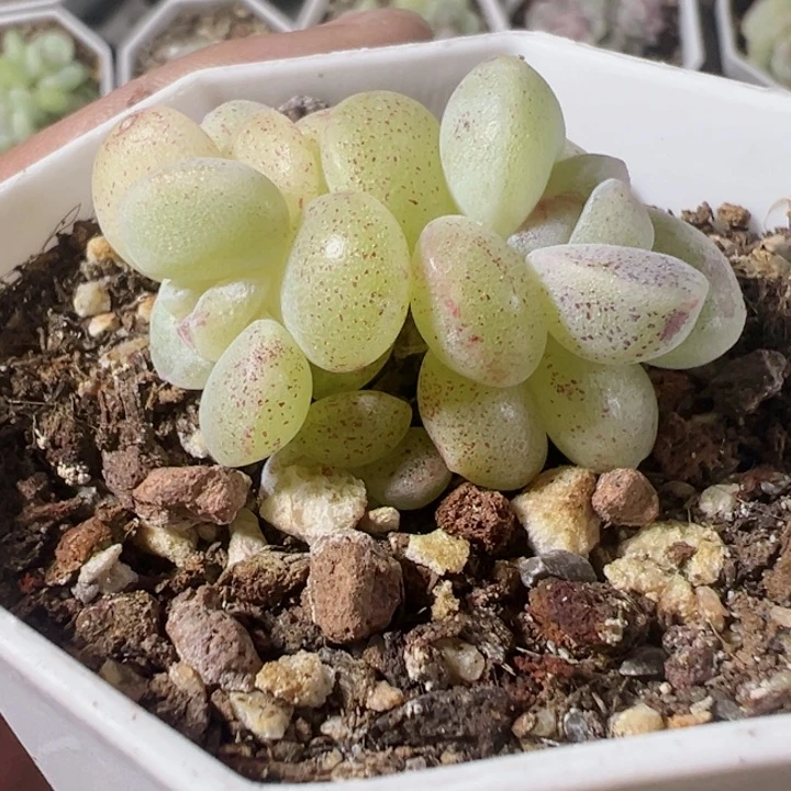 冰玉石化多肉植物大战