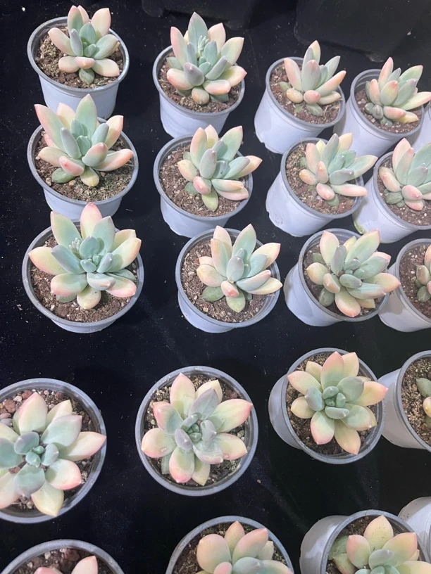 七彩三色美人多肉一物一拍链接