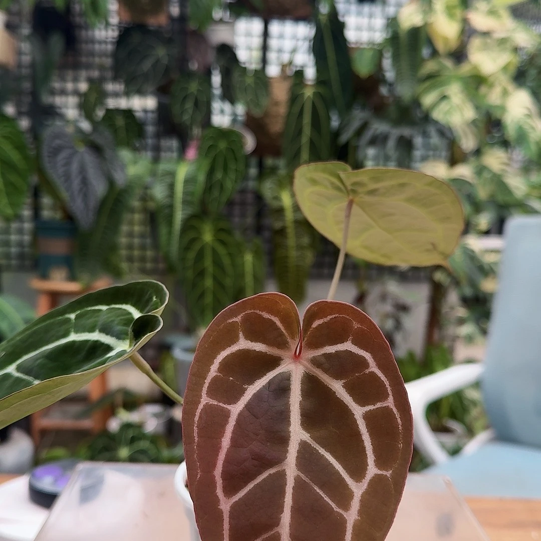 苦***兵完全开放一物一拍N46