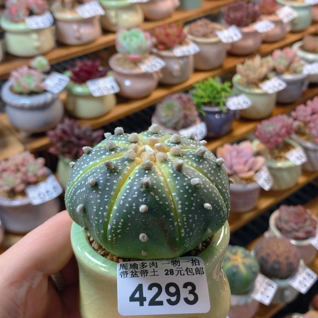 5厘米盆精控多肉4293