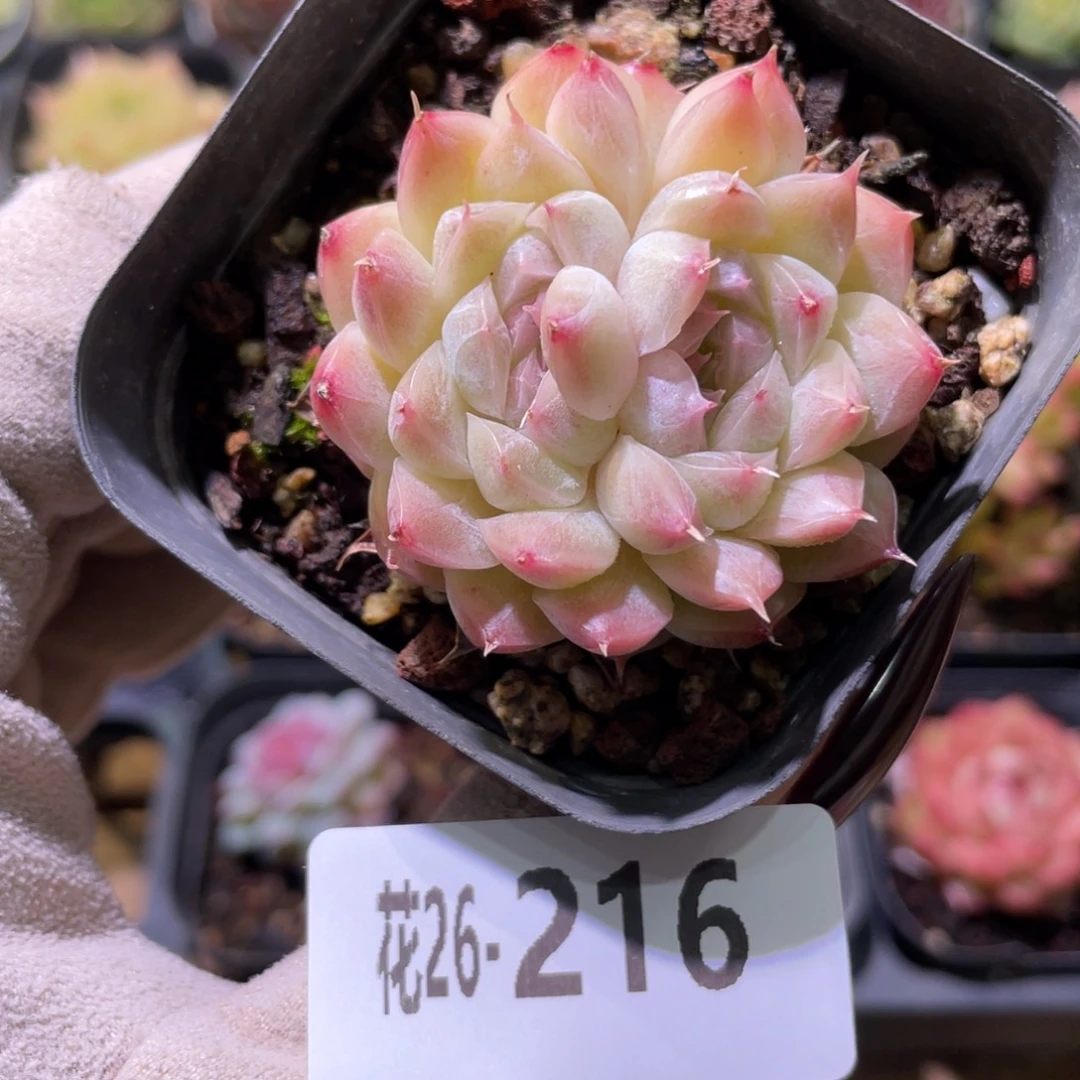 花利美26-216麦秆