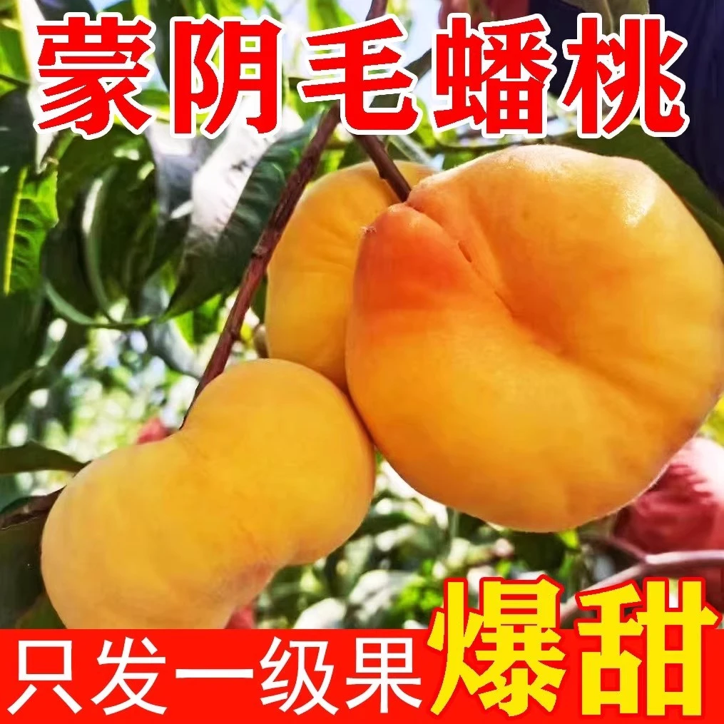 【顺丰包邮明天到】爆甜黄金蜜毛蟠桃蒙阴硬吃脆甜放软爆汁新鲜水果现摘黄桃山东省