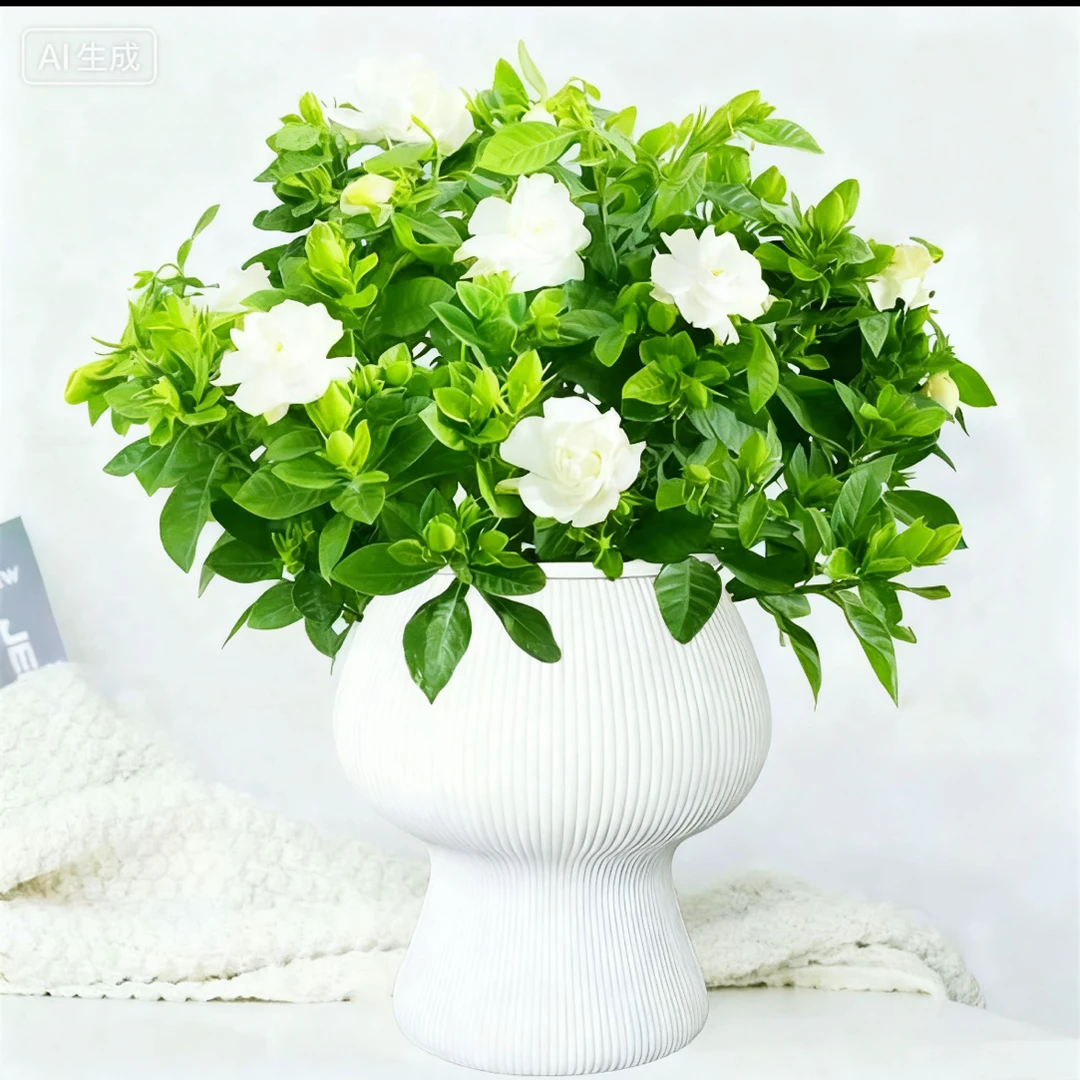 【高脚盆】栀子花盆栽开花浓香型花卉植物室内工位驱蚊小绿植四季开