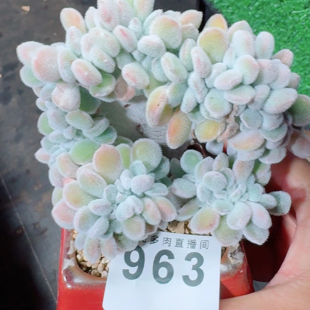 雪晃星缀化      愿你一路坦途，乘风破浪展宏图