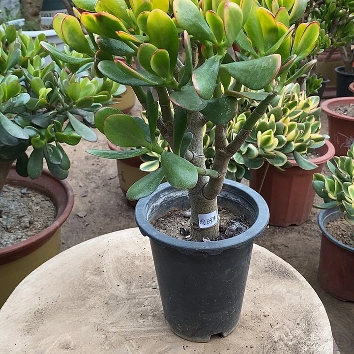 向***。21黄金花月一物一拍