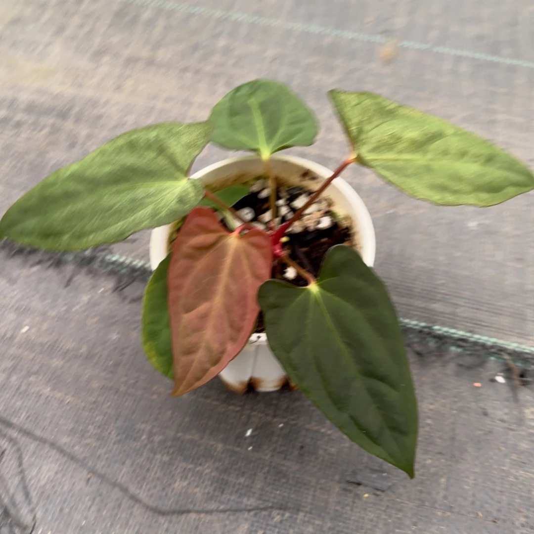 不开花植物疑似锦