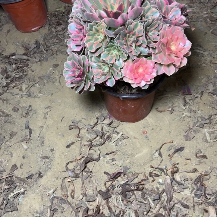 多肉植物粉女妖法师1